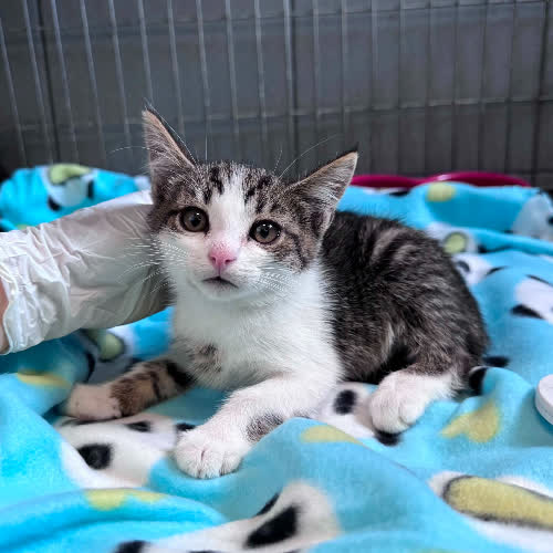 Koty ze schroniska do adopcji Igor
