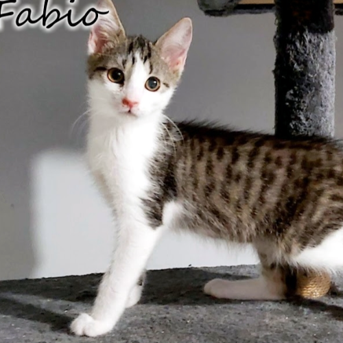 Koty ze schroniska do adopcji Fabio