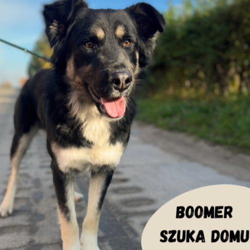 Psy ze schroniska do adopcji Boomer