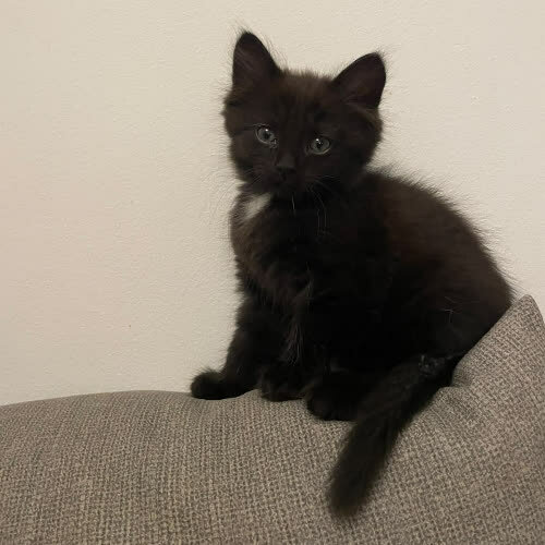 Koty ze schroniska do adopcji Boo 
