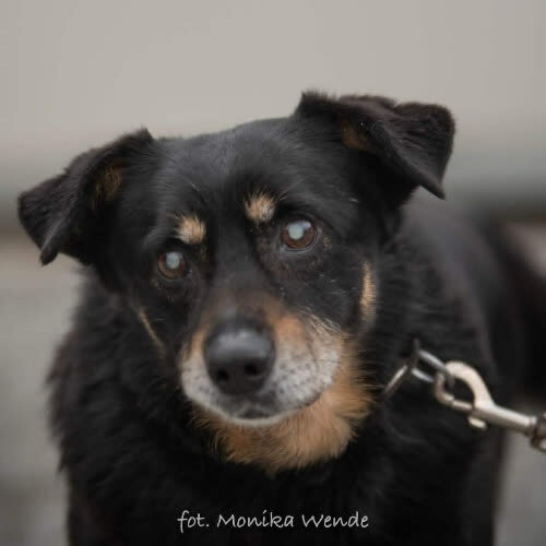 Psy ze schroniska do adopcji MIGDAŁ