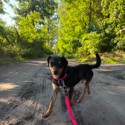 Psy ze schroniska do adopcji Fokus