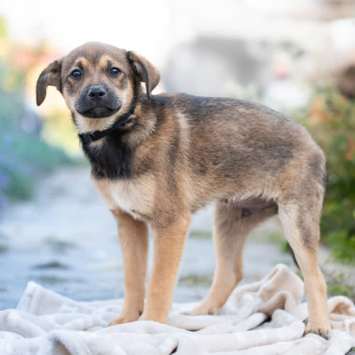 Psy ze schroniska do adopcji ORWELL 