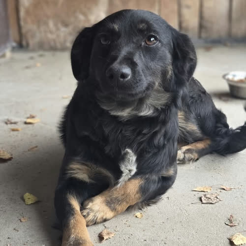 Psy ze schroniska do adopcji Sczeniak Ikra 