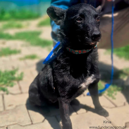 Psy ze schroniska do adopcji Kinia