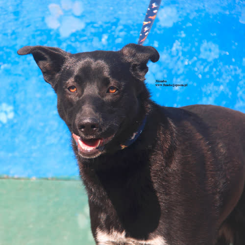 Psy ze schroniska do adopcji Mamba