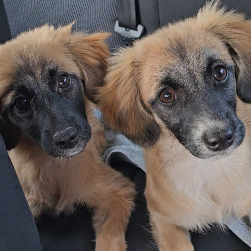 Psy ze schroniska do adopcji LUNA i LORA