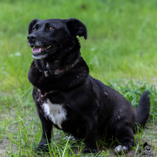 Psy ze schroniska do adopcji Basia