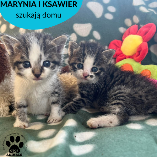 Koty ze schroniska do adopcji Marynia i Ksawier