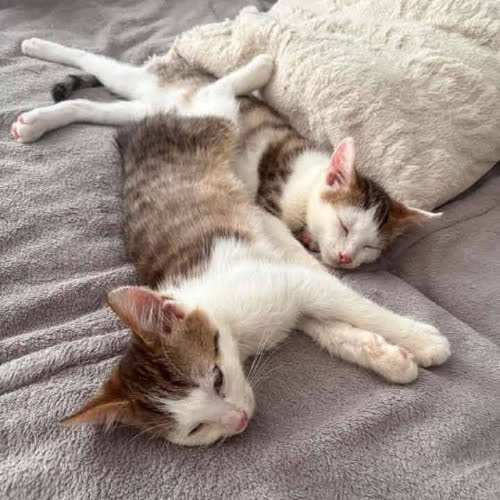 Koty ze schroniska do adopcji Leo i Denis