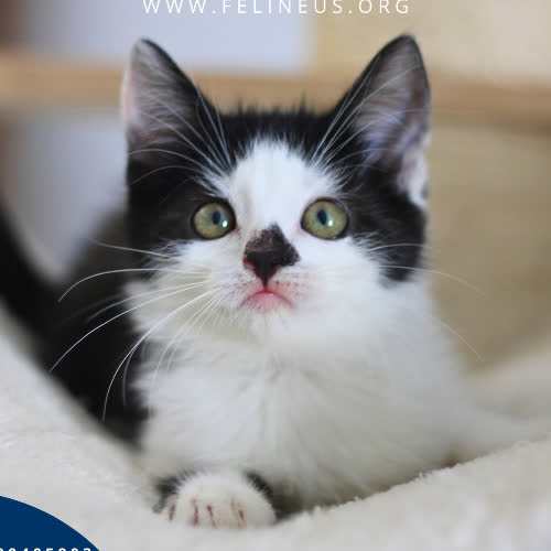 Koty ze schroniska do adopcji Piksel
