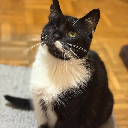 Koty ze schroniska do adopcji Nawojka