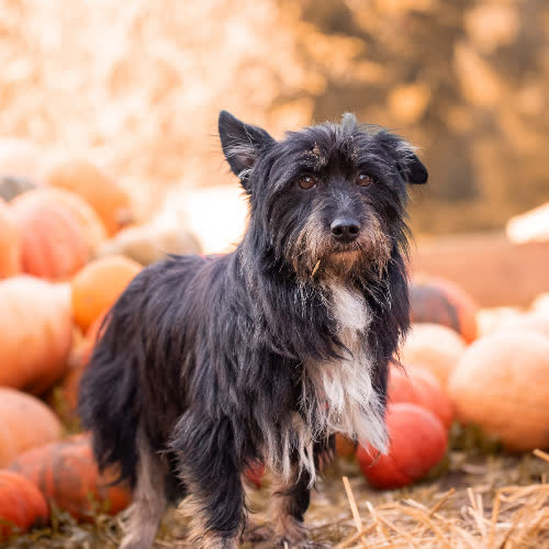 Psy ze schroniska do adopcji Westie PATER;) 