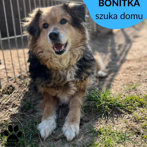 Psy ze schroniska do adopcji Bonitka