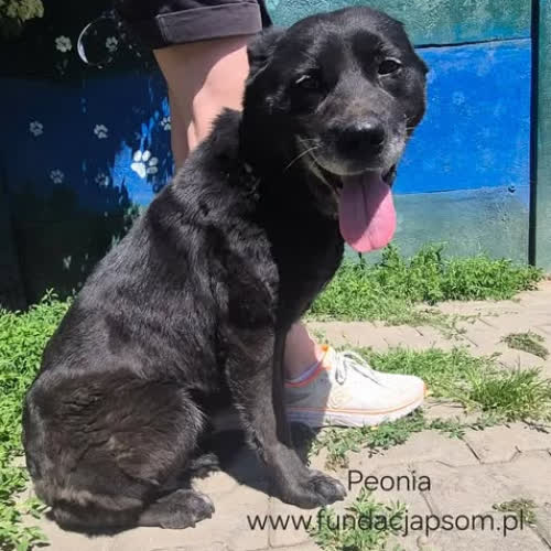 Psy ze schroniska do adopcji Peonia