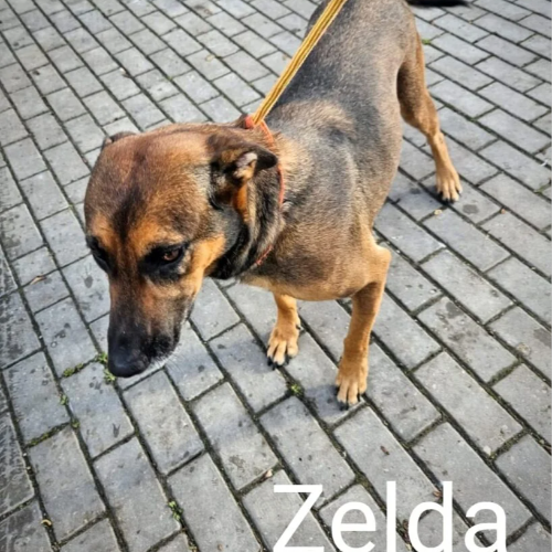 Psy ze schroniska do adopcji Zelda