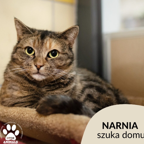 Koty ze schroniska do adopcji Narnia