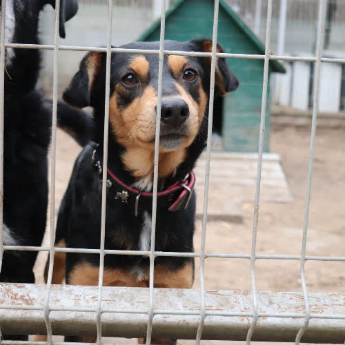 Psy ze schroniska do adopcji SAPER