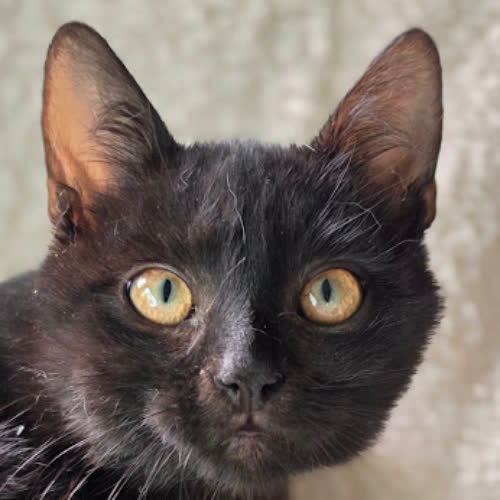 Koty ze schroniska do adopcji Thor
