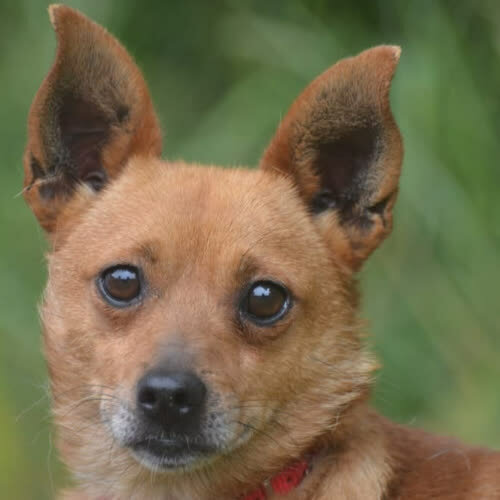 Psy ze schroniska do adopcji Porto