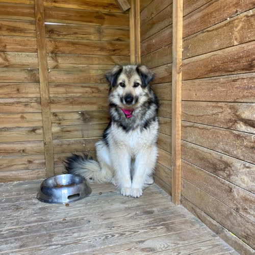 Psy ze schroniska do adopcji Maili