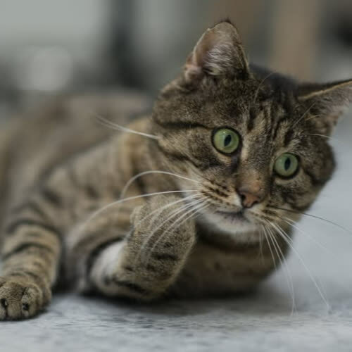 Koty ze schroniska do adopcji Arni
