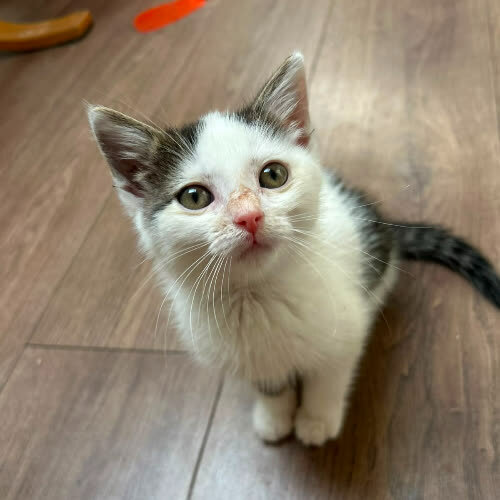 Koty ze schroniska do adopcji Dina i Delicja