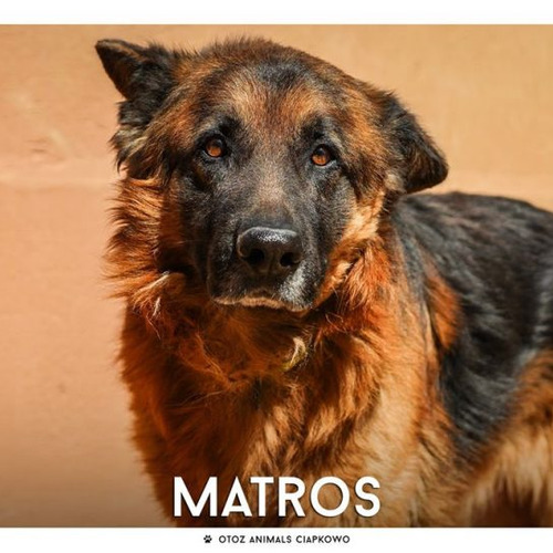 Psy ze schroniska do adopcji Matros