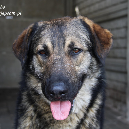 Psy ze schroniska do adopcji Rambo