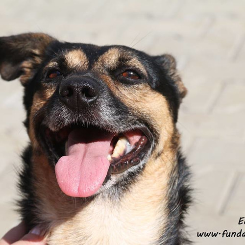 Psy ze schroniska do adopcji Edi