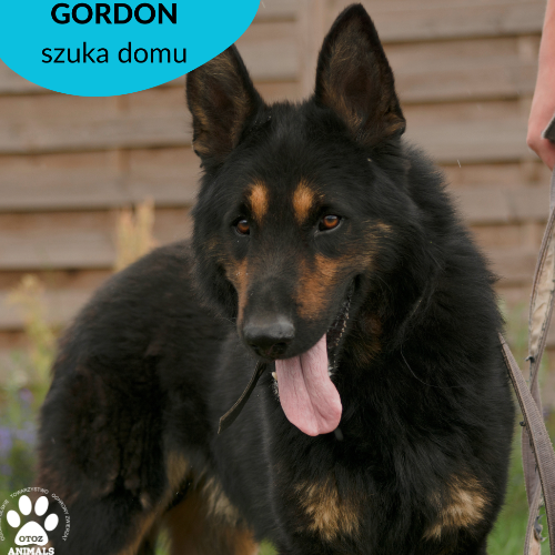 Psy ze schroniska do adopcji Gordon