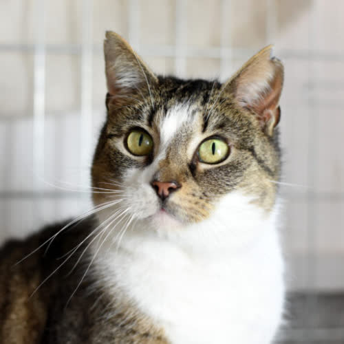 Koty ze schroniska do adopcji Nosek
