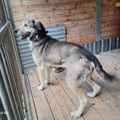Psy ze schroniska do adopcji Lumi