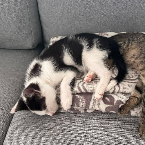 Koty ze schroniska do adopcji Miaurycy
