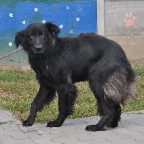 Psy ze schroniska do adopcji Dalia