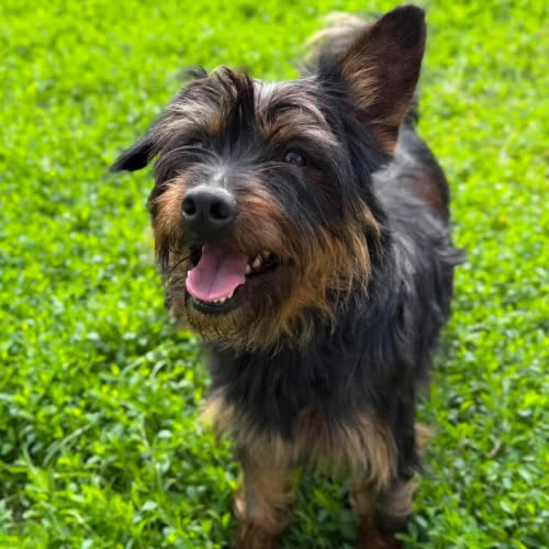 Psy ze schroniska do adopcji Czarek