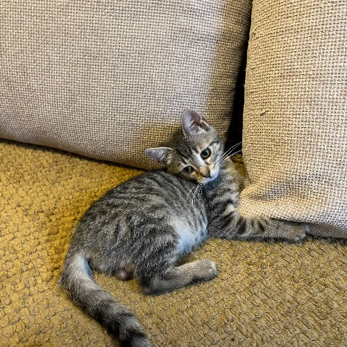 Koty ze schroniska do adopcji Drzemka