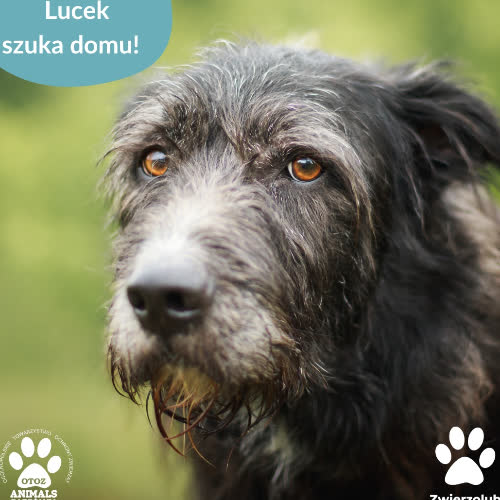 Psy ze schroniska do adopcji Lucek