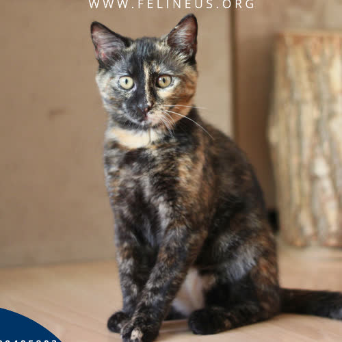 Koty ze schroniska do adopcji Milenka