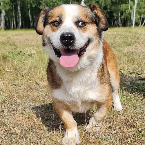 Psy ze schroniska do adopcji Misio
