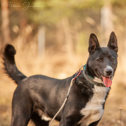 Psy ze schroniska do adopcji Kimko