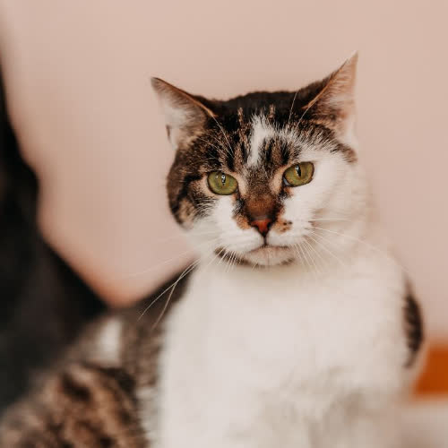 Koty ze schroniska do adopcji Puszek
