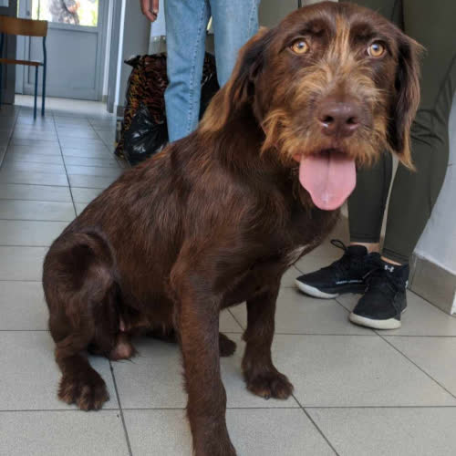Psy ze schroniska do adopcji Filipinka