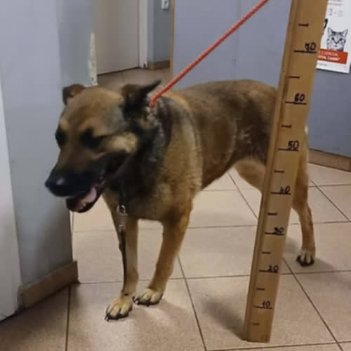 Psy ze schroniska do adopcji SURI