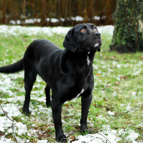 Psy ze schroniska do adopcji Labrador 