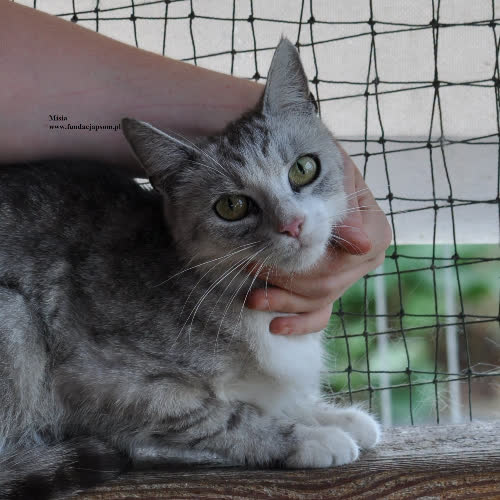 Koty ze schroniska do adopcji Misia