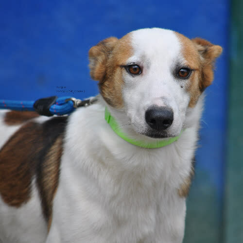 Psy ze schroniska do adopcji Kasjan