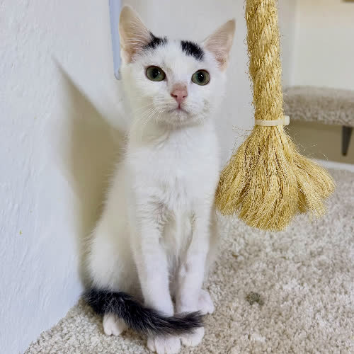 Koty ze schroniska do adopcji Binek
