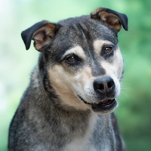 Psy ze schroniska do adopcji Pojętny SOLAN 