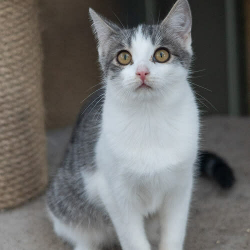 Koty ze schroniska do adopcji Kotka Whiskas